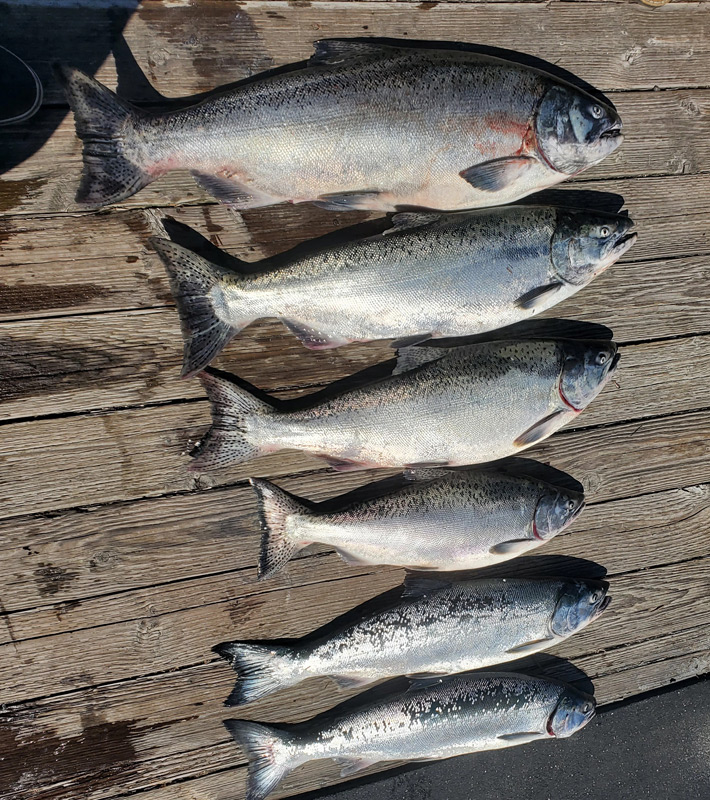 Chinook Salmon – Columbia River Fishing Slayer in Washington and Oregon